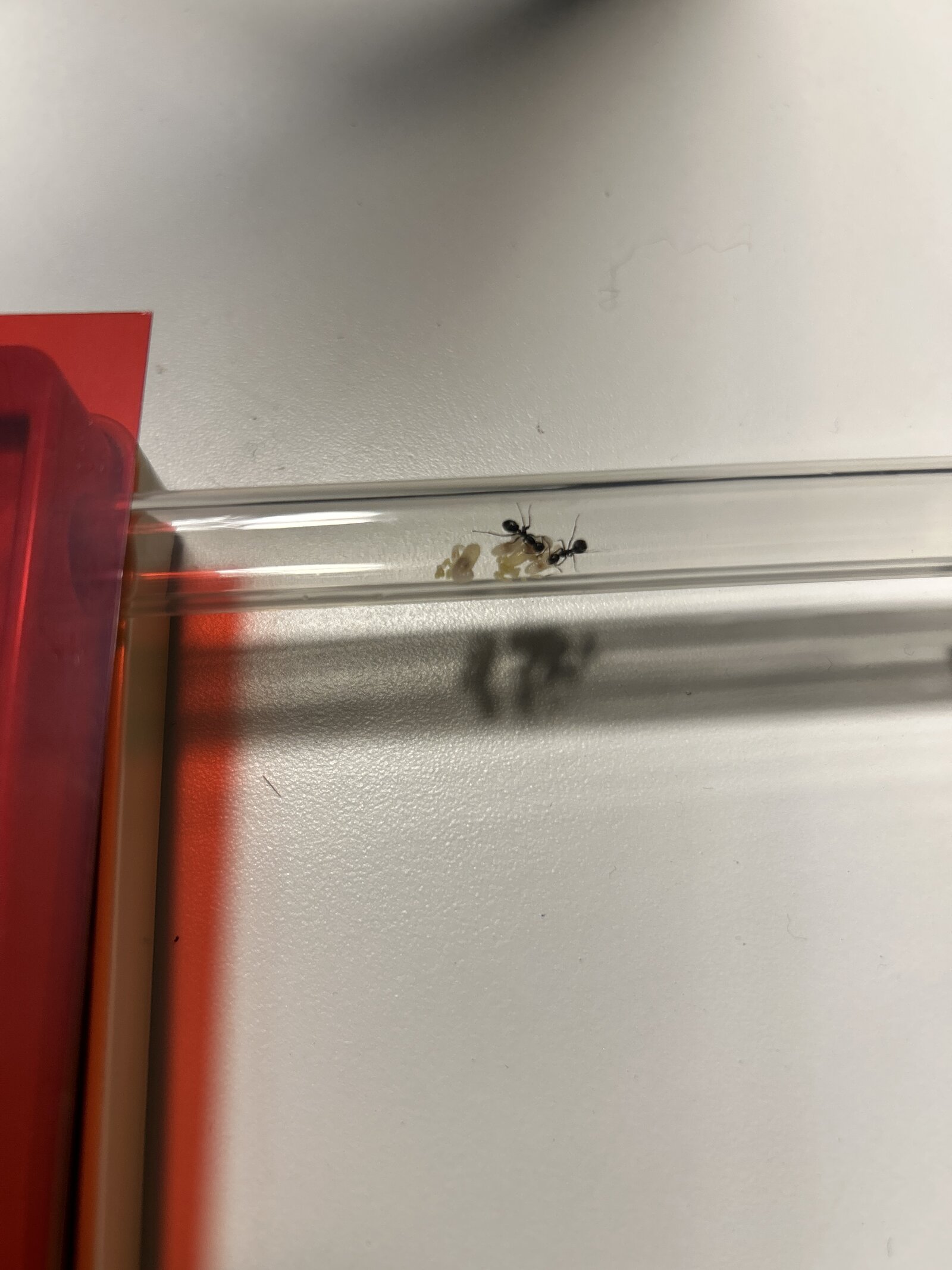 the ants I'm babysitting started moving their nest today...